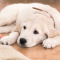 Can carpet cleaning remove dog urine?