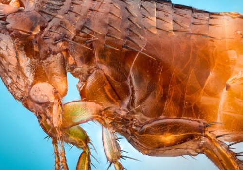 Will carpet cleaning kill fleas?